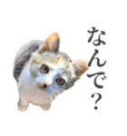 三毛猫リンバちゃんスタンプ（個別スタンプ：15）