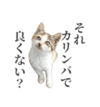 三毛猫リンバちゃんスタンプ（個別スタンプ：20）