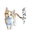 三毛猫リンバちゃんスタンプ（個別スタンプ：27）