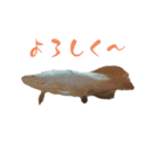 魚、昆虫、動物スタンプ（個別スタンプ：1）