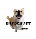 コタロウ日和（個別スタンプ：2）