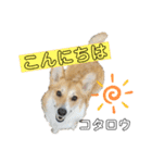 コタロウ日和（個別スタンプ：3）