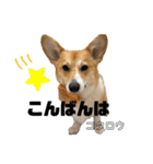 コタロウ日和（個別スタンプ：4）