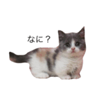 我が家の愛猫、てんちゃん(子猫)（個別スタンプ：1）