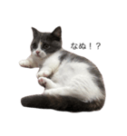 我が家の愛猫、てんちゃん(子猫)（個別スタンプ：3）