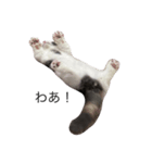 我が家の愛猫、てんちゃん(子猫)（個別スタンプ：4）