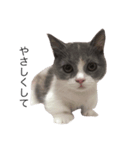 我が家の愛猫、てんちゃん(子猫)（個別スタンプ：5）