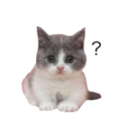 我が家の愛猫、てんちゃん(子猫)（個別スタンプ：6）