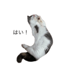 我が家の愛猫、てんちゃん(子猫)（個別スタンプ：7）