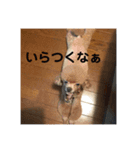 dogstory（個別スタンプ：6）