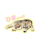 ハスキーのゼロ（個別スタンプ：8）