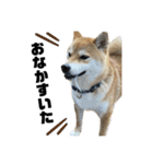 komugi♡SHIBA柴犬 Part2（個別スタンプ：1）