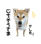 komugi♡SHIBA柴犬 Part2（個別スタンプ：2）