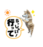 komugi♡SHIBA柴犬 Part2（個別スタンプ：3）