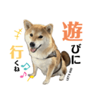 komugi♡SHIBA柴犬 Part2（個別スタンプ：4）