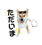 komugi♡SHIBA柴犬 Part2（個別スタンプ：5）