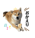 komugi♡SHIBA柴犬 Part2（個別スタンプ：6）