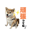 komugi♡SHIBA柴犬 Part2（個別スタンプ：7）