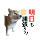 komugi♡SHIBA柴犬 Part2（個別スタンプ：8）