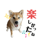 komugi♡SHIBA柴犬 Part2（個別スタンプ：9）