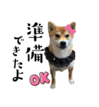 komugi♡SHIBA柴犬 Part2（個別スタンプ：11）