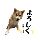 komugi♡SHIBA柴犬 Part2（個別スタンプ：12）
