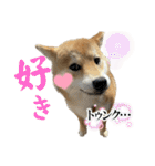 komugi♡SHIBA柴犬 Part2（個別スタンプ：13）