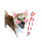 komugi♡SHIBA柴犬 Part2（個別スタンプ：14）