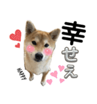 komugi♡SHIBA柴犬 Part2（個別スタンプ：15）