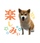 komugi♡SHIBA柴犬 Part2（個別スタンプ：16）