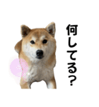 komugi♡SHIBA柴犬 Part2（個別スタンプ：17）
