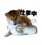 komugi♡SHIBA柴犬 Part2（個別スタンプ：19）