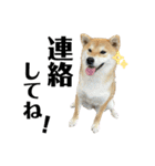 komugi♡SHIBA柴犬 Part2（個別スタンプ：20）