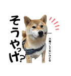 komugi♡SHIBA柴犬 Part2（個別スタンプ：22）