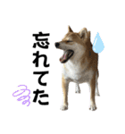 komugi♡SHIBA柴犬 Part2（個別スタンプ：23）