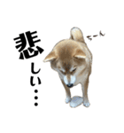 komugi♡SHIBA柴犬 Part2（個別スタンプ：24）