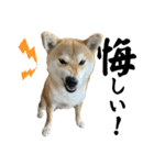 komugi♡SHIBA柴犬 Part2（個別スタンプ：25）