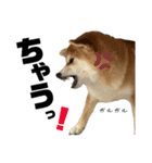 komugi♡SHIBA柴犬 Part2（個別スタンプ：26）