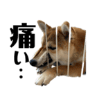 komugi♡SHIBA柴犬 Part2（個別スタンプ：28）