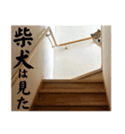 komugi♡SHIBA柴犬 Part2（個別スタンプ：29）