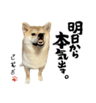 komugi♡SHIBA柴犬 Part2（個別スタンプ：30）