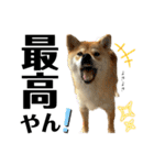 komugi♡SHIBA柴犬 Part2（個別スタンプ：31）