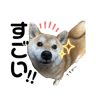 komugi♡SHIBA柴犬 Part2（個別スタンプ：32）