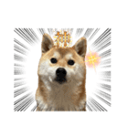 komugi♡SHIBA柴犬 Part2（個別スタンプ：33）