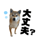 komugi♡SHIBA柴犬 Part2（個別スタンプ：34）
