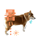 komugi♡SHIBA柴犬 Part2（個別スタンプ：36）