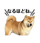 komugi♡SHIBA柴犬 Part2（個別スタンプ：37）