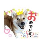 komugi♡SHIBA柴犬 Part2（個別スタンプ：39）
