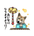 komugi♡SHIBA柴犬 Part2（個別スタンプ：40）