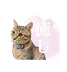 ペットのネコとイヌ（個別スタンプ：3）